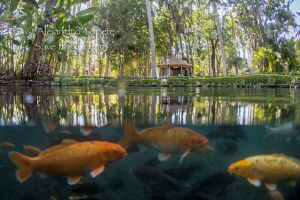 Fishes in the jungle, Las Estacas Mexico by Alejandro Topete 